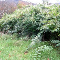 Japanese Knotweed